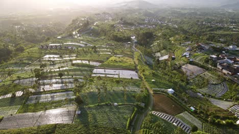 Aerial-view-of-sunny-morning-on-the-vegetable-plantation
