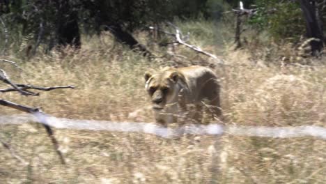 Löwin-Spaziert-An-Einem-Heißen-Tag-Im-Löwenreservat-In-Kapstadt,-Südafrika