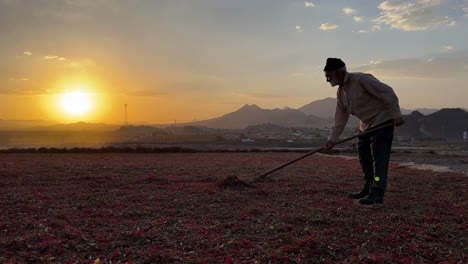 Sunset-time-in-rural-area-the-old-farmer-winnowing-separate-seeds-grain-from-foliage-chuff-on-the-land-field-on-fruit-sun-dry-in-iran-Khorasan-countryside-traditional-wonderful-landscape-autumn-fruit