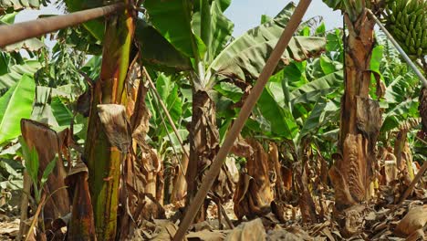 Bananenplantage-Auf-Der-Insel-Teneriffa-An-Einem-Sonnigen-Tag