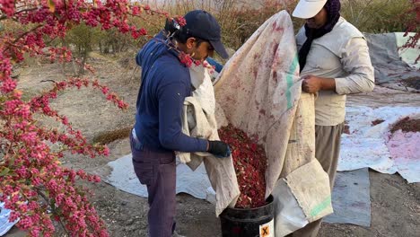 Framers-harvest-barberries-from-shrub-tree-in-the-barberry-garden-sour-taste-berry-red-ripe-delicious-tasty-organic-fruit-ready-to-sun-dry-to-use-in-Persian-cuisine-in-Iran-the-vitamin-fresh-concept