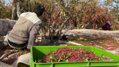 Farmers-load-plastic-green-box-by-harvested-barberries-in-barberry-garden-autumn-season-in-Iran-countryside-fresh-delicious-organic-healthy-red-ripe-berry-fruit-sun-dry-to-use-in-Persian-cuisine-food