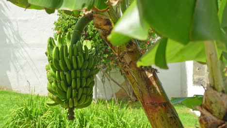 Growing-green-banana-fruits-on-tree-in-Tenerife,-sunny-warm-day