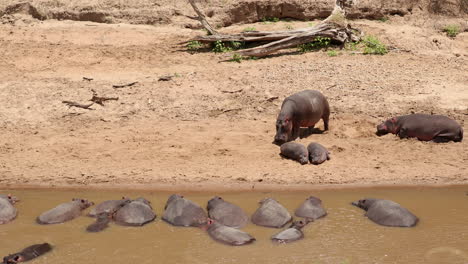 Szene-Mit-Flusspferden,-Die-Im-Fluss-Im-Masai-Mara-Nationalpark-In-Kenia,-Afrika,-Schwimmen