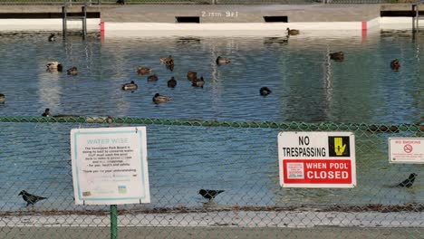 Ducks-swimming-in-a-public-pool-with-warning-signs,-Vancouver,-daylight,-urban-wildlife