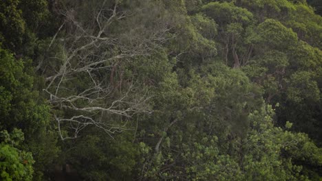 Rain-falling-on-the-forest-in-Burleigh-Heads-National-Park,-Gold-Coast,-Australia