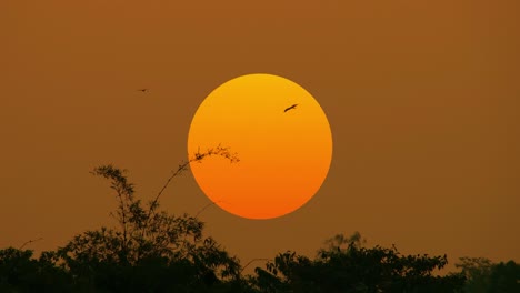 Silhouette-Von-Vögeln,-Die-An-Der-Großen-Orangefarbenen-Sonne-über-Dem-Wald-Fliegen