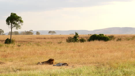 A-Couple-Of-Lions-Resting-On-The-Savannah-Of-Maasai-Mara-National-Reserve,-Kenya,-Africa