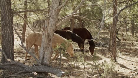 Drei-Wildpferde-Grasen-Im-Grand-Canyon-Nationalpark-In-Arizona,-Mittlere-Aufnahme,-Schwenk-Von-Links-Nach-Rechts
