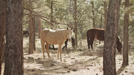 Wild-horses-grazing-in-the-Grand-Canyon-National-Park-in-Arizona-with-stable-wide-shot
