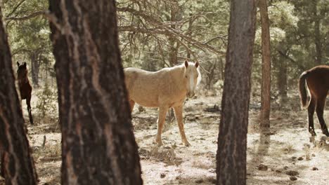 Wild-horses-grazing-in-the-Grand-Canyon-National-Park-in-Arizona-with-medium-stable-shot-through-trees