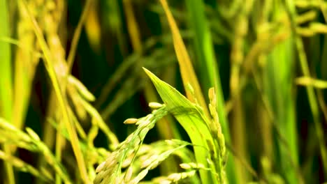Schmetterling,-Der-über-Der-Wachsenden-Reisfeldpflanze-Im-Landwirtschaftlichen-Nutzpflanzenfeld-Hockt