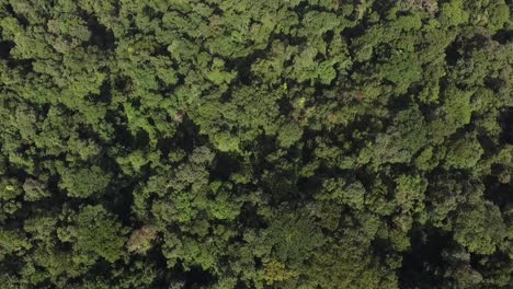 Tropischer-Dschungel-Mit-Dichtem,-üppigem-Grünem-Blätterdach-Und-Gesprenkelter-Umgebung