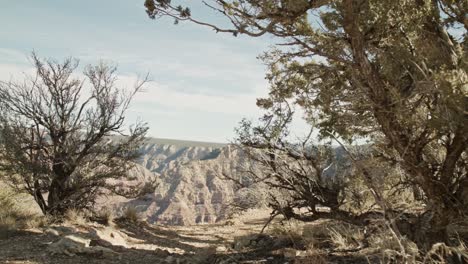 Grand-Canyon-National-Park-South-Rim-in-Arizona-with-dolly-shot-moving-from-tree-to-reveal-canyon