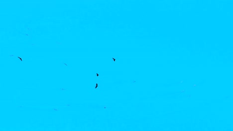 Ein-Entfernter-Schwarm-Zugvögel-Schwebt-Gemeinsam-über-Den-Ruhigen,-Klaren,-Blauen-Himmel