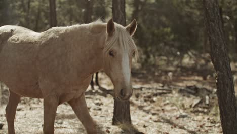 Wild-horse-walking-in-the-Grand-Canyon-National-Park-in-Arizona-with-close-up-slow-motion-shot