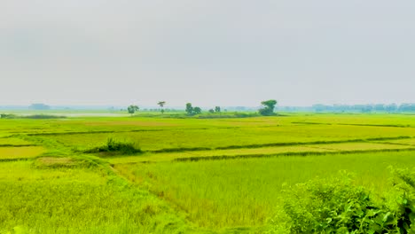 Kulturland-Mit-Landwirtschaftlichen-Reisfeldern-In-Grüner-Landschaft