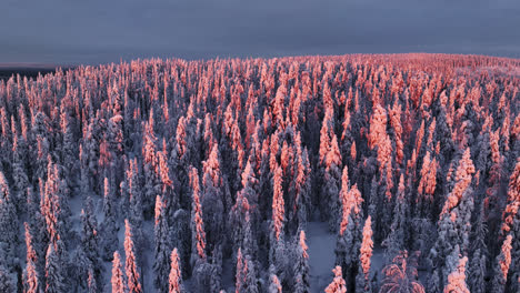 Drone-dropping-in-middle-of-pink-trees,-winter-sunrise-in-untouched-wild-of-Lapland