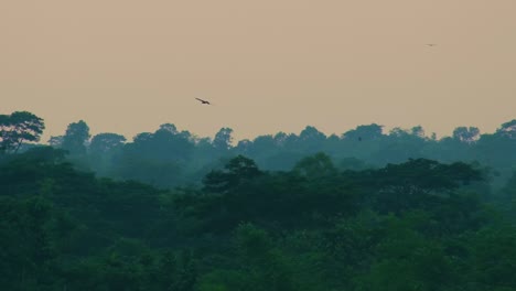 Un-Pájaro-águila-Flota-A-Través-De-Un-Brumoso-Horizonte-De-Selva-Amazónica
