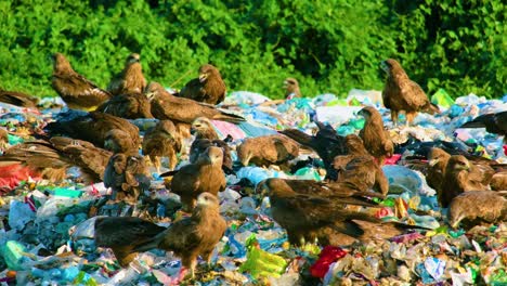 Falkenschwarm-Sucht-Auf-Einer-Schmutzigen-Mülldeponie-Durch-Weggeworfenen-Müll