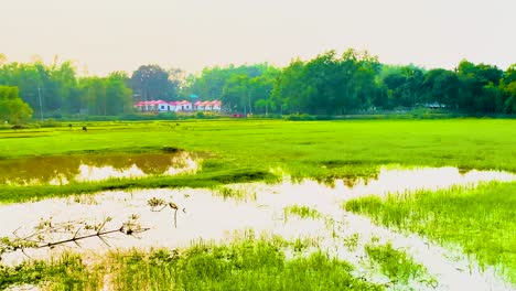 Passing-On-Paddy-Fields-With-Sunlight-Reflections-Near-Rural-Village