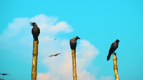 Three-crows-perched-on-top-of-cut-bamboo-pole-against-sunny-blue-cloudy-sky