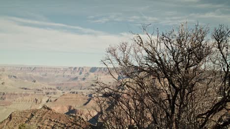 Südrand-Des-Grand-Canyon-Nationalparks-In-Arizona-Mit-Dolly-Aufnahme,-Die-Sich-Von-Rechts-Nach-Links-Vom-Baum-Bewegt,-Um-Den-Canyon-Freizulegen