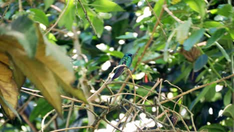 Hummingbird-on-a-green-tree,-Small-bird,-green-bird,-beautiful-bird