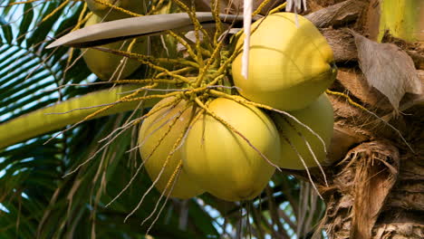 Ripe-bright-yellow-coconuts-in-a-bunch-hanging-from-a-tropical-palm-tree-close-up