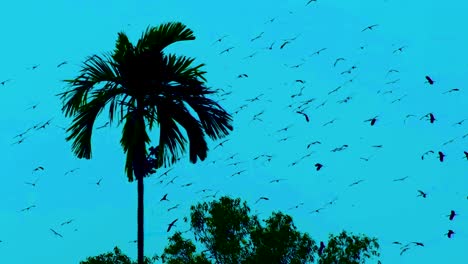 Flock-Of-Migratory-Birds-Flying-Around-Palm-Tree-In-The-Forest-At-Dusk