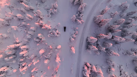 Snowmobiles-in-sunlit-polar-nature,-moody-evening-in-Lapland---Aerial-view
