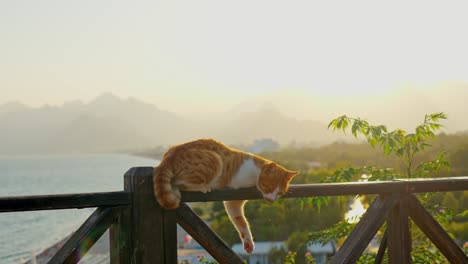 Stunning-4K-video-of-a-ginger-cat-sleeping-on-the-fence-with-a-beautiful-view-of-sunset-,-with-sea,-beach,-trees,-and-mountains-in-the-background