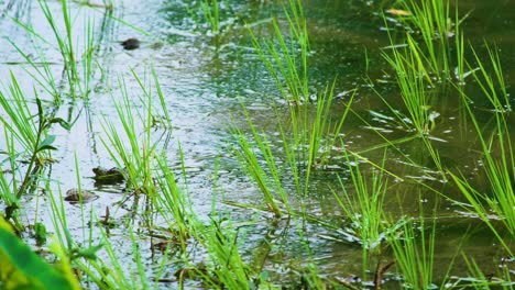 Snake-capturing-frog-in-Freshwater-marsh-with-grasses-and-ripples-in-Rural-Bangladesh