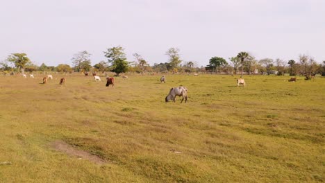Rebaño-De-Ganado-Pastando-En-Una-Granja-En-Guatemala