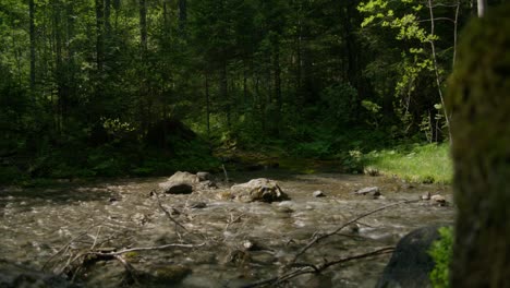 Flowing-Water-Stream-In-Forest-Near-Tree-Stump-|-Grindelwald-Switzerland-Forest,-Europe,-4k