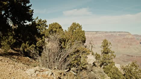 Südrand-Des-Grand-Canyon-Nationalparks-In-Arizona-Mit-Dolly-Aufnahme-Von-Links-Nach-Rechts,-Die-Sich-Vom-Baum-Bewegt,-Um-Den-Canyon-Freizulegen