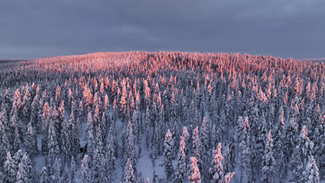 Drone-flying-over-untouched-woodlands-covered-in-snow,-winter-sunset-in-Lapland