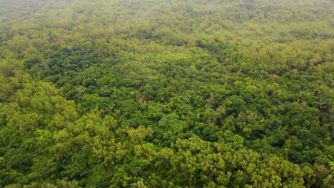 Aerial-drone-shot-of-lush-tropical-rainforest-treetops