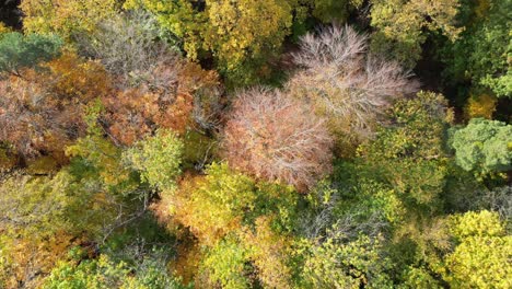 Top-down-aerial-drone-shot-flying-along-a-typical-forest-walk-path-in-Heidelberg