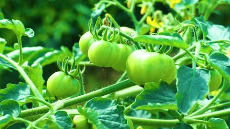 Ein-Bündel-Frischer-Grüner-Unreifer-Tomaten,-Die-Auf-Einem-Zweig-Wachsen