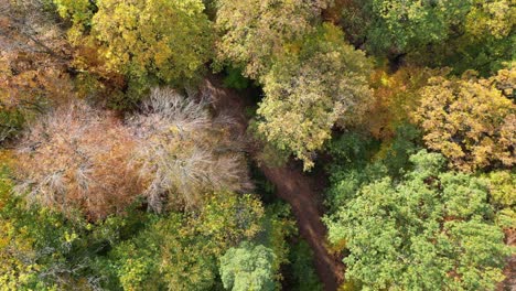 Top-down-drone-shot-flying-along-a-typical-forest-walk-path-in-Heidelberg