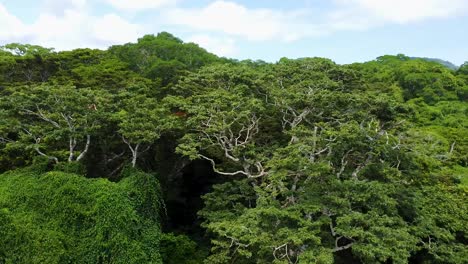 Aerial-of-lush-green-rainforest-canopy-in-dense-Mexican-jungle