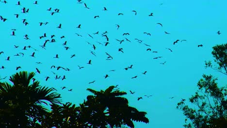 Flock-of-migratory-birds-circling-in-flight-formation-above-forest-trees-under-blue-sky