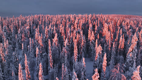 Drone-shot-flying-over-pink-trees,-winter-sunrise-in-untouched-wild-of-Lapland
