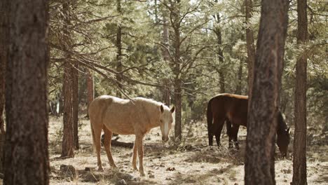 Wild-horses-grazing-in-the-Grand-Canyon-National-Park-in-Arizona-with-medium-shot-tilting-down