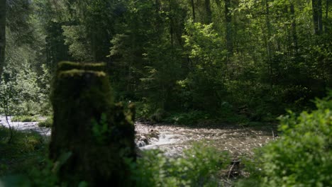 Tiefer-Waldbach-Im-Glühenden-Sonnenlicht,-Schöne-Natur-Hintergrundschleife-|-Grindelwald-Schweiz-Wald,-Europa,-4k