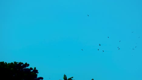 Distant-flock-of-migratory-birds-flight-circling-in-formation-above-exotic-palm-trees