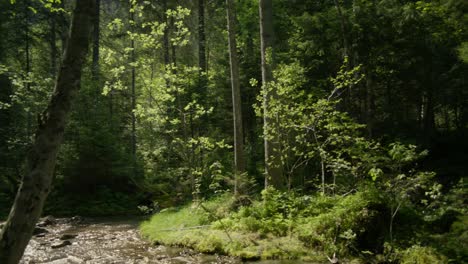 Bewegung-Von-Links-Nach-Rechts-In-üppiger-Grüner-Waldlandschaft-|-Grindelwald-Schweiz-Wald,-Europa,-4k