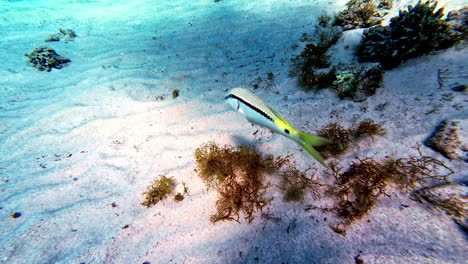 Ein-Bunter-Fisch,-Der-Frei-Auf-Dem-Felsigen-Meeresboden-Mit-Pflanzen-Und-Weißem-Sand-Schwimmt