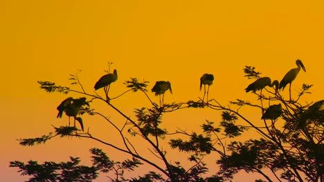 Flock-Of-Open-Billed-Stork-Birds-Perching-Over-Trees-During-Sunset